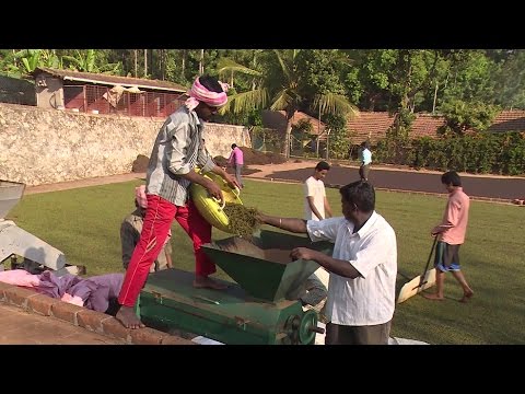 Black pepper harvesting