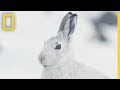 The Unique Wildlife Of The Scottish Highlands Short Film Showcase