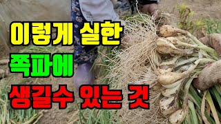 쪽파수확 이대로 괜찮을까요?고자리피해 없는쪽파 구별해요