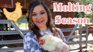 Chickens Losing Feathers? How to Help!! Molting in Chickens