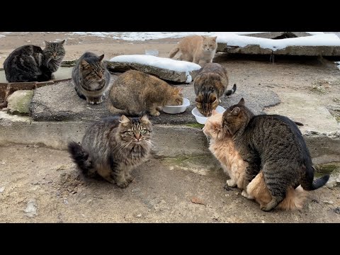 Stray cats DO IT in front of everyone | Feeding a group of cats