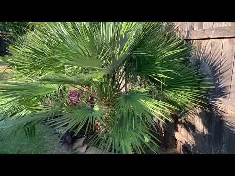 3rd YouTube video about are there palm trees in texas