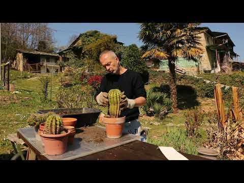 , title : 'Video 68    #Cactus & #Rinvasi - Echinopsis oxygona'