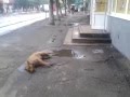Бердянск Травля собак 2014 06 26 19 22 