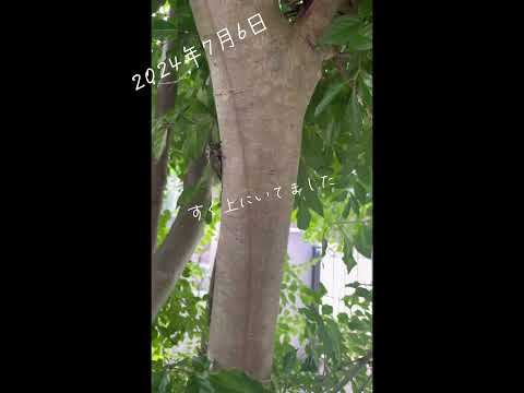 夏の庭の構成 - 夏の季節の美しさを発見してください!  庭園