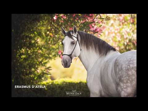 ERASMUS D'ATELA