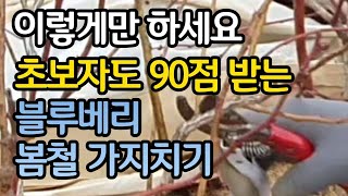 이렇게만 하세요. 초보자도 90점 받는 블루베리 봄전정( 가지치기)