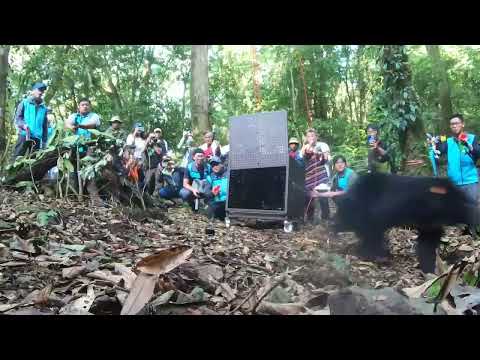 熊籠開啟瞬間，Ziman在眾人目送下迫不及待朝向山林奔去