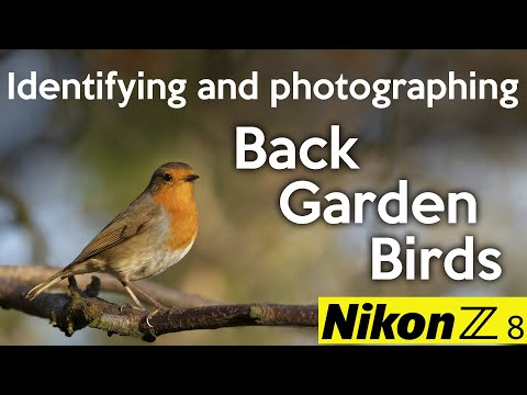Identifying and photographing back garden birds   Nikon Z8