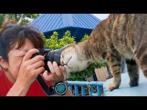 Cats Surprise Photographers in the Cutest Ways Funny Cat Videos 2025 - YouTube