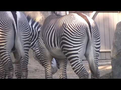 Thumbnail for ZEBRAS San Diego Zoo animals wild life California United States of America by Pat Rizzo