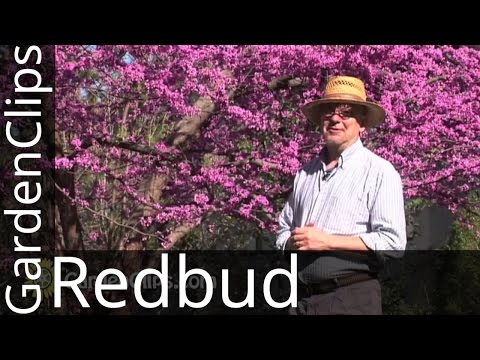 Redbud - Eastern Redbud - Cercis canadensis - How to grow Redbud - #redbud