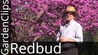 Redbud - Eastern Redbud - Cercis canadensis - How to grow Redbud