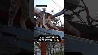 Çatıdan inemeyen kediciği kurtardık. #sevimlikedivideoları #cats #kitty #catslove #kedivideoları