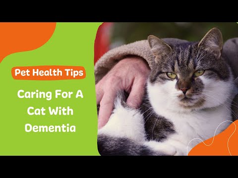 Caring For Cats With dementia