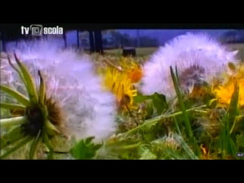 A VIDA DAS PLANTAS - Documentário