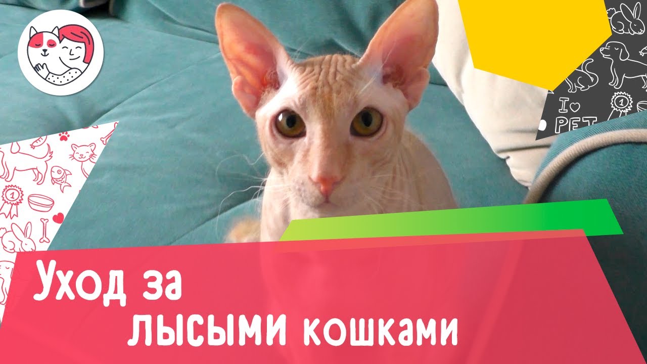 5 особенностей в уходе за лысыми кошками