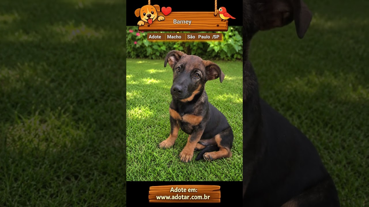 Cachorro raça SRD-ViraLata idade 2 a 6 meses nome Barney