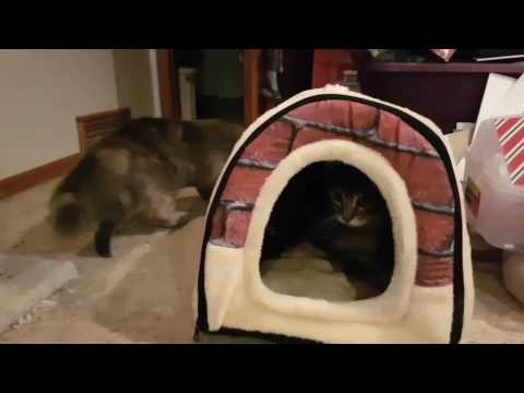 Mouse and Owen fight over cat bed