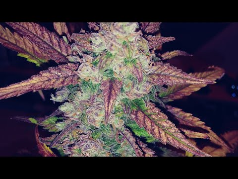 My genetics,the Jamaican skunk, Jamaican green island x CBD skunk,21+only..