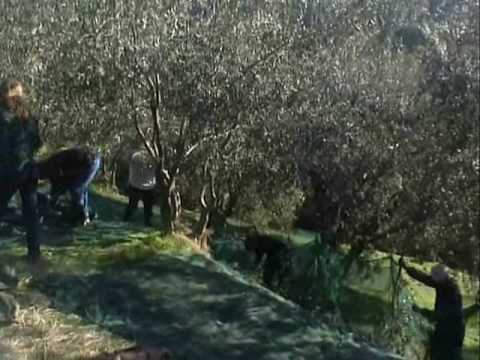 *Ottavio Brajko** Zigo Zago waltz.*Picking Olives 2008