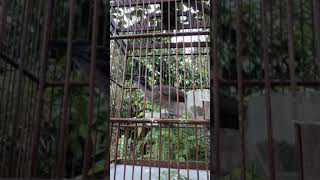 Download lagu KOAK KAOK LOMBOK mp3