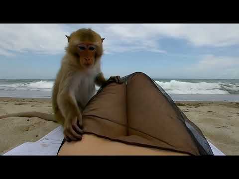 Dr. Pentis and chatalina.com-