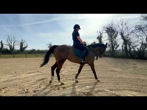 10yo Bay Gelding TB - Image 2