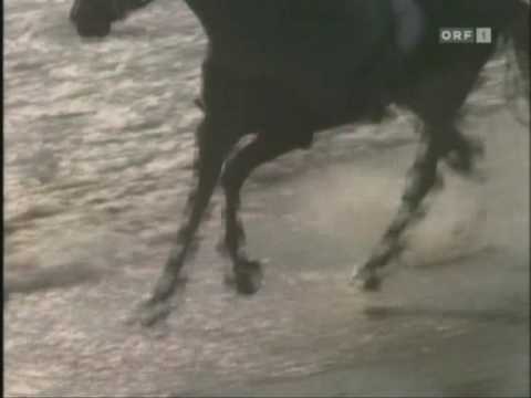 Daryl Braithwaite - The Horses