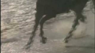 Daryl Braithwaite - The Horses