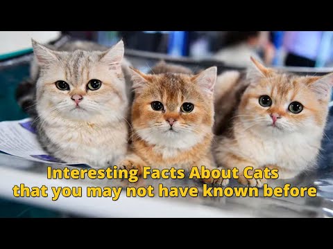 Interesting Facts About Cats  ||  #viral #talkingtwo #cat