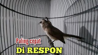 Download lagu cukup 3 menit SUARA BURUNG TRUCUKAN GACOR ROPEL PANJANG trucuk apapun pasti langsung respon cepat mp3