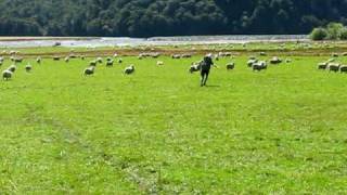 preview picture of video 'Herding Sheep in New Zealand'