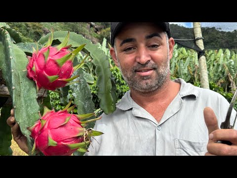 Jindu number 1 to super pitaya!