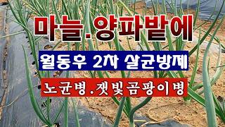 [텃밭농부 2,170]  월동한 마늘. 양파밭에 2차 살균방제하는 방법! #양파재배 #마늘재배