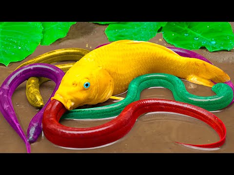 Mud Survival Battle - Koi Couple Fight Catfish And Eel - Funny Animails Stop Motion Fish In Mud Coco