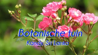 preview picture of video 'Botanische tuin bij Kandy'