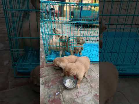 Golden retriver 🦮🦮