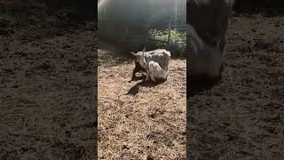 Now Or Never #dogs #goats #lgd #homesteading