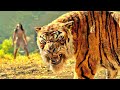 Sher Khan Waps Lota Mowgli Ki Ulti Ginti Shuru Movie Film Explained In Hindi