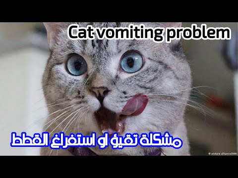 مشكلة تقيؤ أو استفراغ القطط  وماهي الاسباب والحلول؟ Cat vomiting problem
