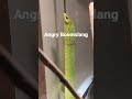This giant boomslang is mad! #boomslang #reptiles #venomoussnakes #snake #pets #shorts