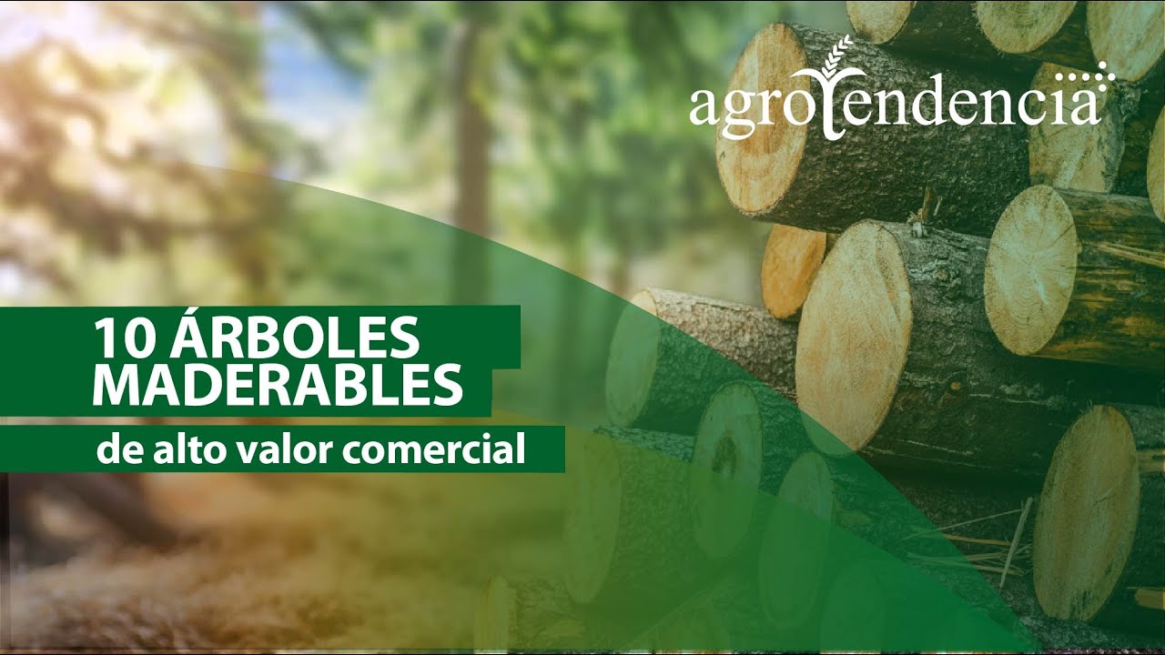Plantaciones forestales | ÁRBOLES MADERABLES de alto valor comercial