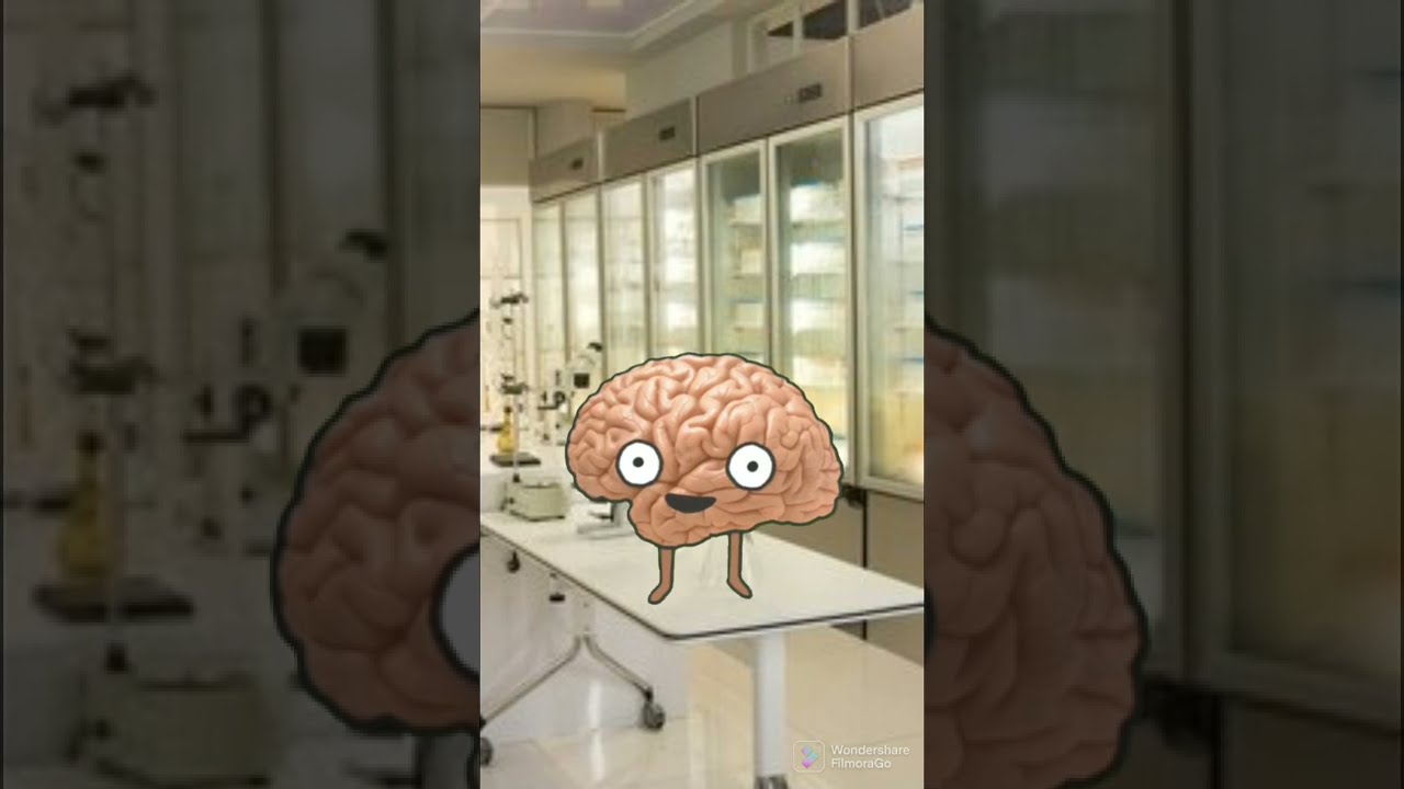 Are Brain Farts Real?