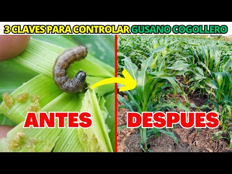 How to Get Rid of Fall Armyworms in Corn - Pest Management in Corn Crops