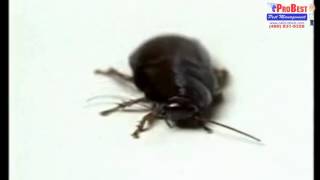 Health Problems Caused by Cockroaches - Pest Control in Gilbert , Arizona