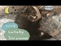 (cover) Lullaby / John pizzarelli