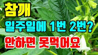미쳤다 참깨꽃에서 나왔어요. 놓치기쉬운 참깨 방제 이것 꼭 하세요
