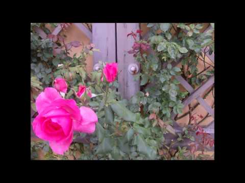 Spomienky na Hradec Králové júl 2015