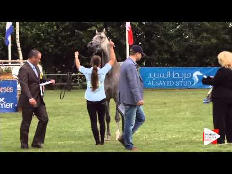 N.39 ELFERUS - Ströhen 2015 C-Show - Colts 2 years old (Class 6)